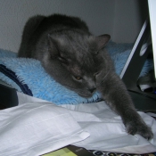 Photo de Chartreux