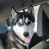 Photo de Husky siberien