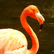 Photo de Flamand rose