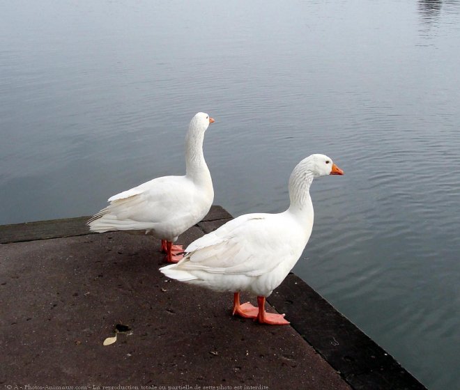 Photo de Cygne