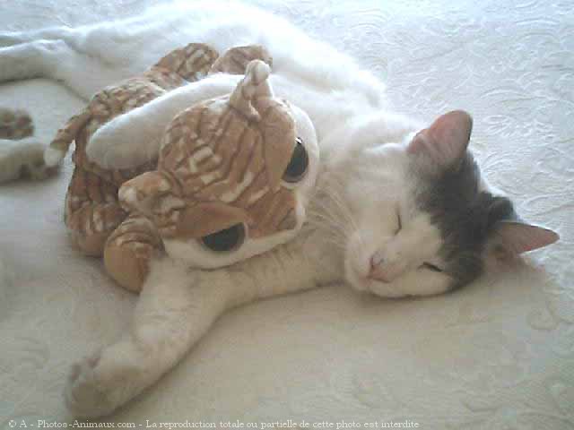 Photo de Japanese bobtail poil long