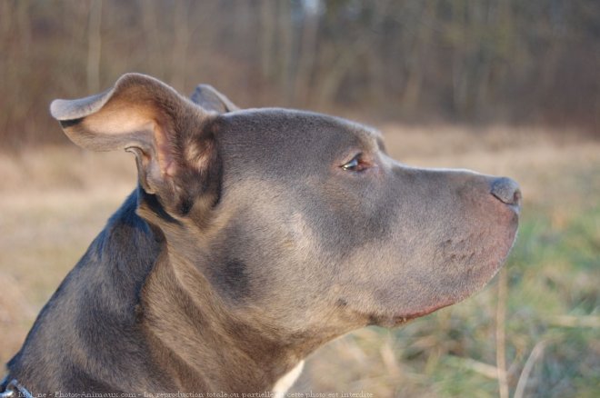 Photo d'American staffordshire terrier