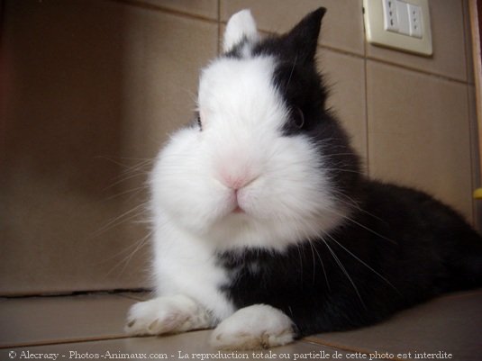 Photo de Lapin