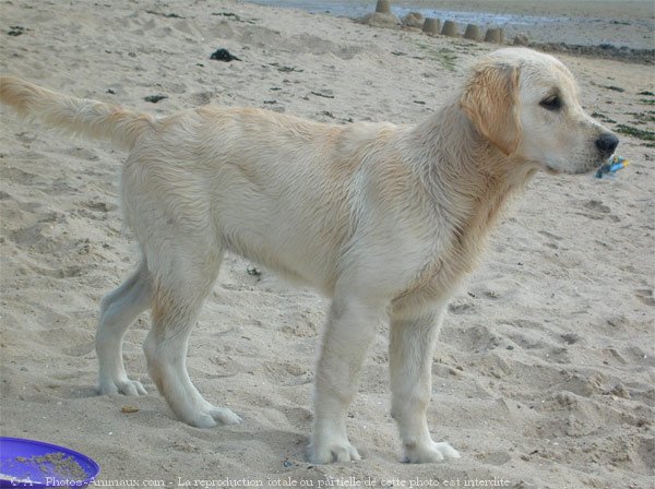 Photo de Golden retriever