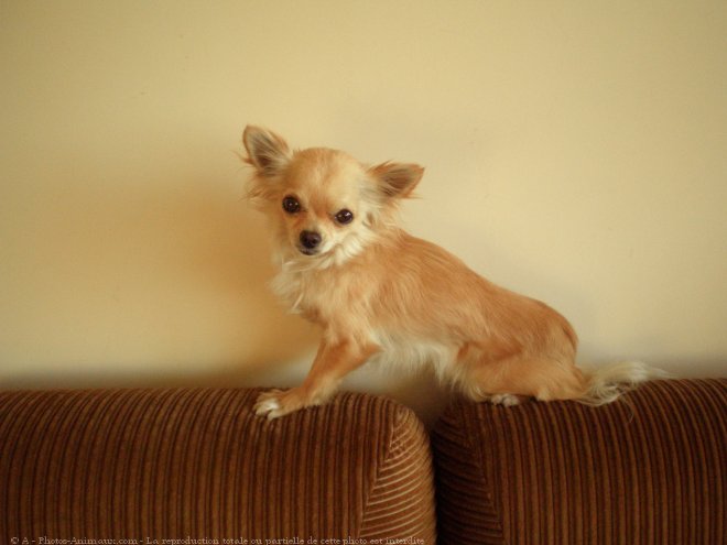 Photo de Chihuahua  poil long