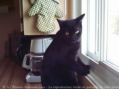 Photo de Chat domestique