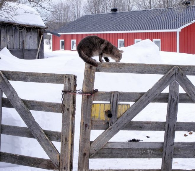 Photo de Chat domestique