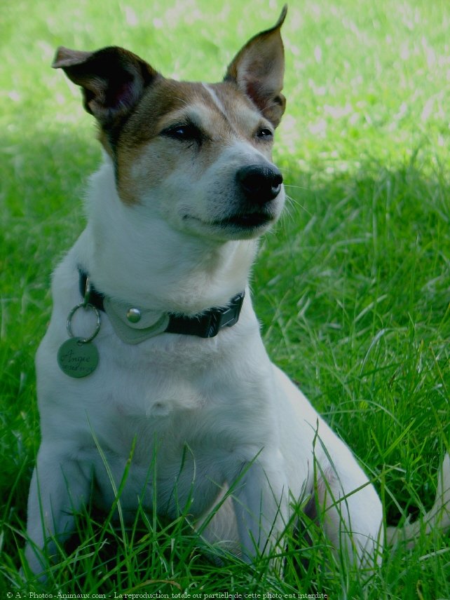 Photo de Jack russell terrier