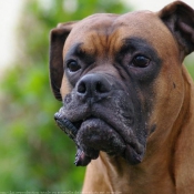 Photo de Boxer