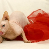 Photo de Sphynx