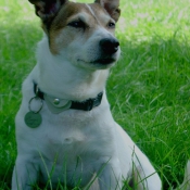 Photo de Jack russell terrier