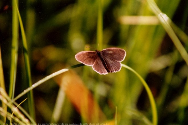 Photo de Papillon