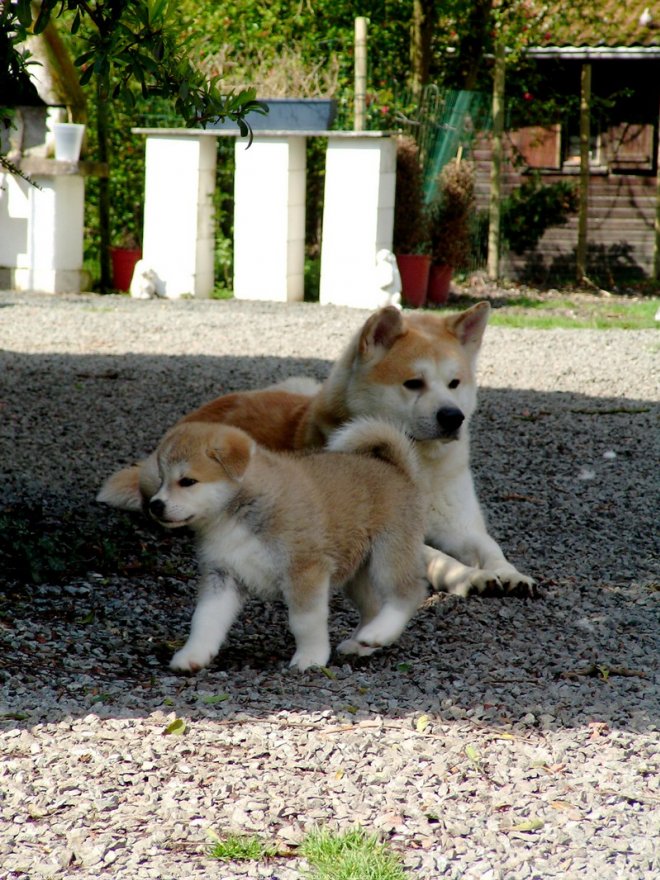 Photo d'Akita inu