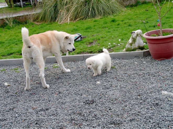 Photo d'Akita inu