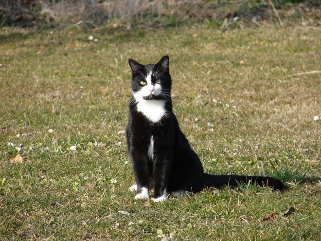 Photo de Chat domestique