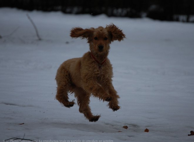 Photo de Cocker anglais