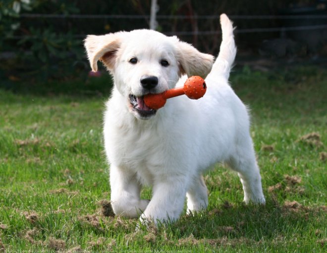 Photo de Golden retriever