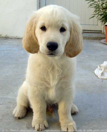 Photo de Golden retriever