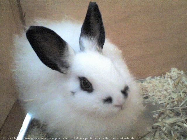 Photo de Lapin