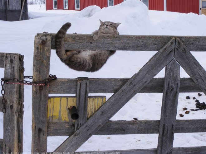 Photo de Chat domestique