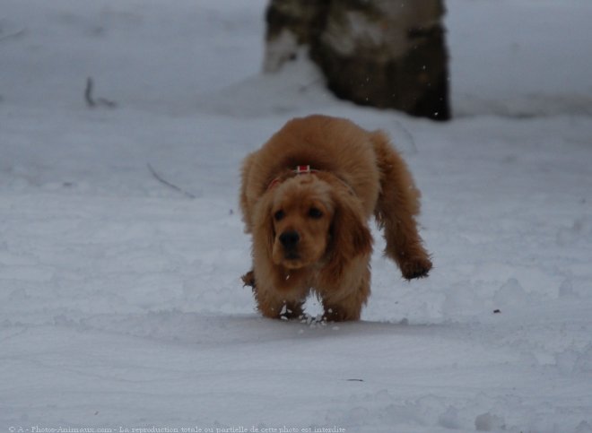 Photo de Cocker anglais