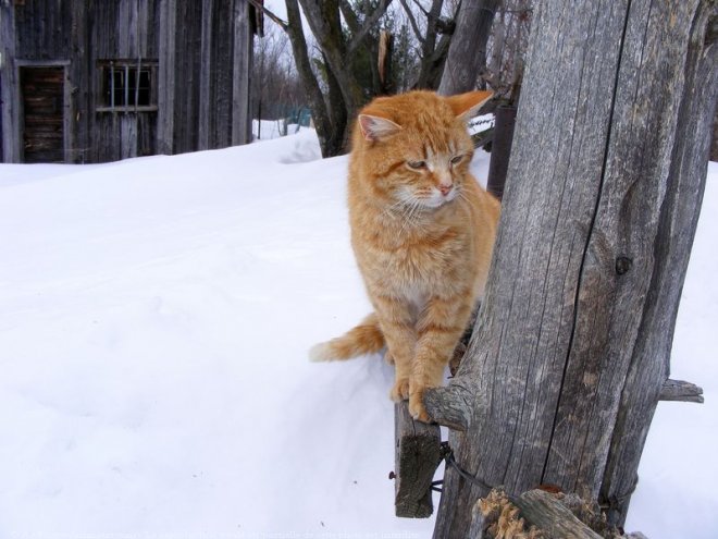 Photo de Chat domestique