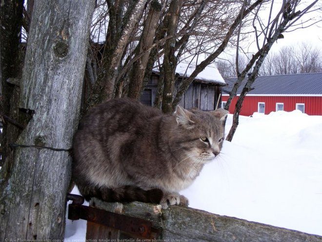 Photo de Chat domestique