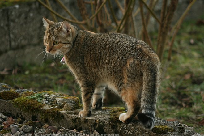 Photo de Chat domestique