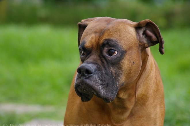 Photo de Boxer