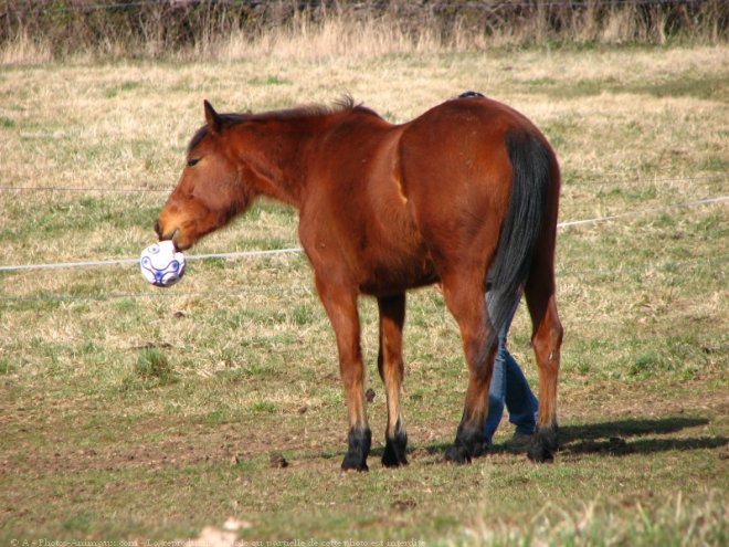 Photo de Trotteur franais