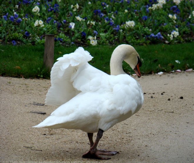 Photo de Cygne