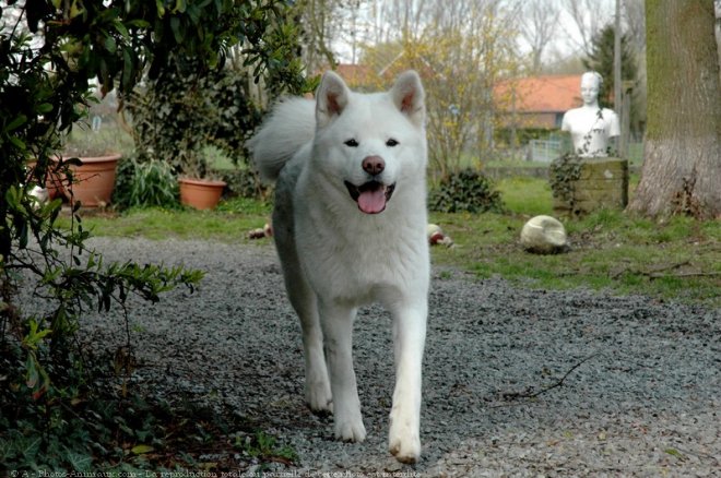 Photo d'Akita inu