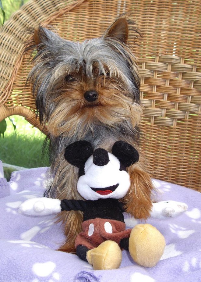 Photo de Yorkshire terrier