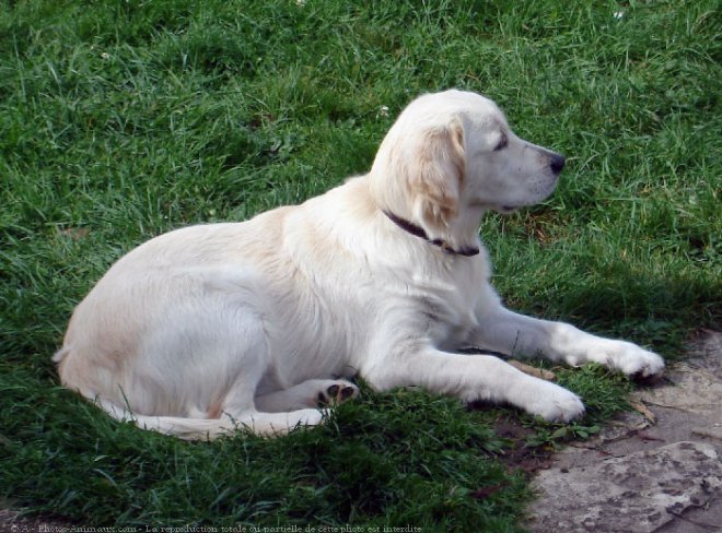 Photo de Golden retriever