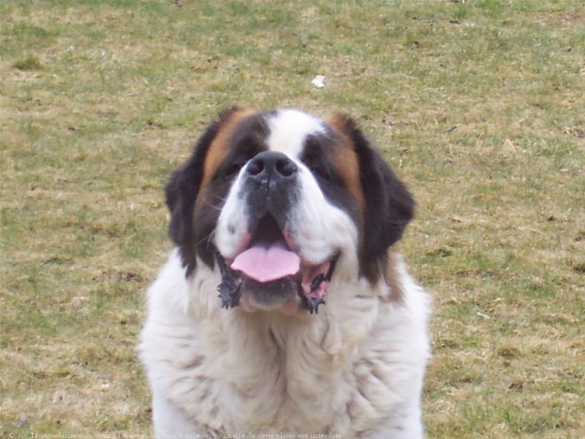 Photo de Saint-bernard poil long