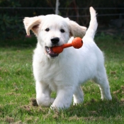 Photo de Golden retriever