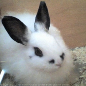 Photo de Lapin