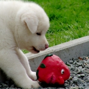 Photo d'Akita inu