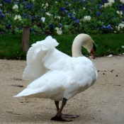 Photo de Cygne