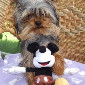 Photo de Yorkshire terrier