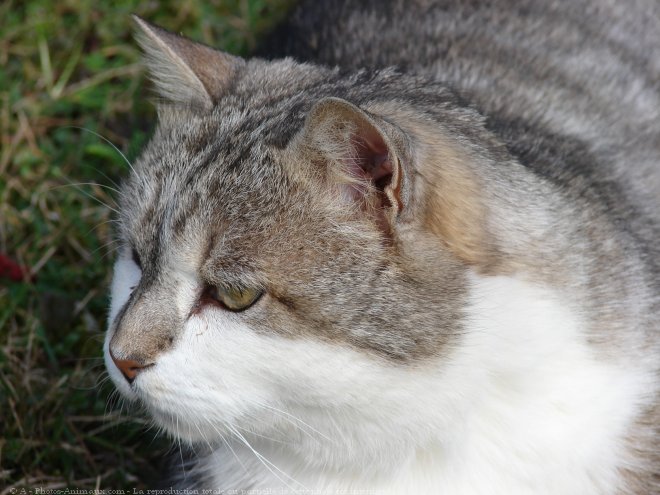 Photo de Chat domestique