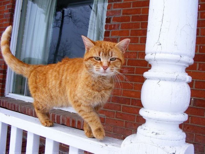 Photo de Chat domestique