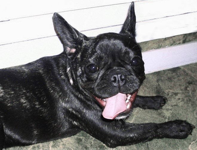 Photo de Bouledogue franais