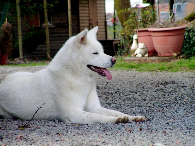 Photo d'Akita inu