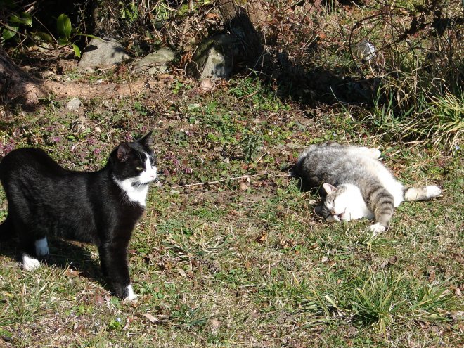 Photo de Chat domestique