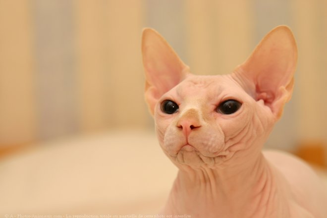 Photo de Sphynx