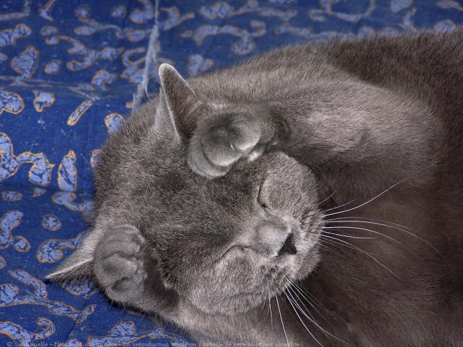 Photo de Chartreux