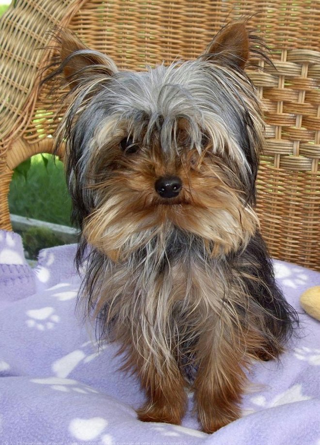 Photo de Yorkshire terrier