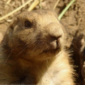 Photo de Chien de prairie