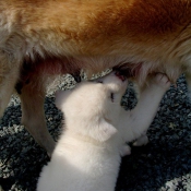 Photo d'Akita inu